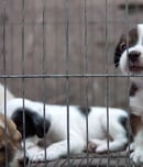 national puppy mill rescue day