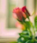 national rose month