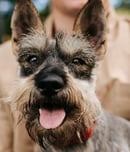 National Schnauzer Day
