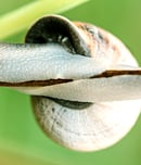 National Snail Day
