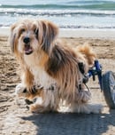 national specially-abled pets day