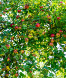 national sugarbee apple day