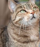 national tabby day