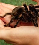 National Tarantula Appreciation Day