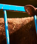 National Veal Ban Action Day