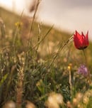 national wildflower week