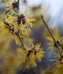 national witch hazel day