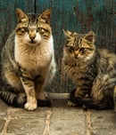 natural cat health month