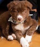 No Pet Store Puppies Day