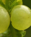 oak apple day