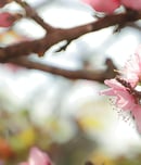 peach blossom day