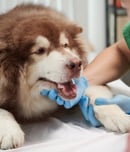 pet dental health month