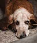 Pet Remembrance Day
