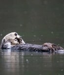 World Otter Day