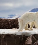 polar bear week