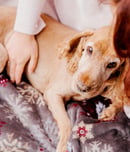 prevent lyme disease in dogs month