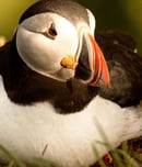 puffin day