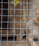 puppy mill awareness day