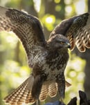 Raptor Month