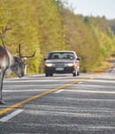 National Roadkill Day