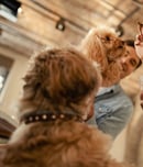 responsible dog ownership day