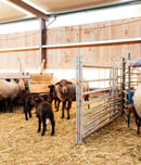 royal welsh show