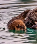 sea otter awareness week