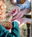 seed gathering season