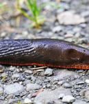 Slugs Return From Capistrano Day