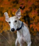 National Whippet Day