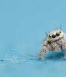 International Jumping Spider Day