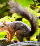 squirrel awareness month