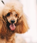Standard Poodle Day
