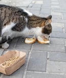 Holiday Food Drive for Needy Animals Day