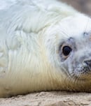 International Day of Action Against Canadian Seal Slaughter