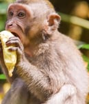 Take a Monkey to Lunch Day