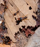 termite awareness week