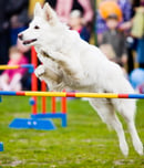the national dog show