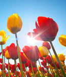 National Tulip Day