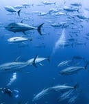 tuna rights day