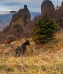 tushetoba