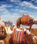 Pushkar Camel Fair