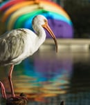 urban wildlife conservation day