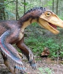 velociraptor