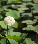 white lotus day