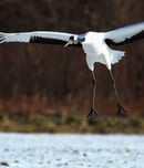 whooping crane day