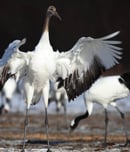 whooping crane festival
