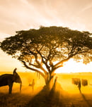 wild about wildlife month