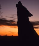 wolfenoot