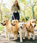National Dog Walker Appreciation Day